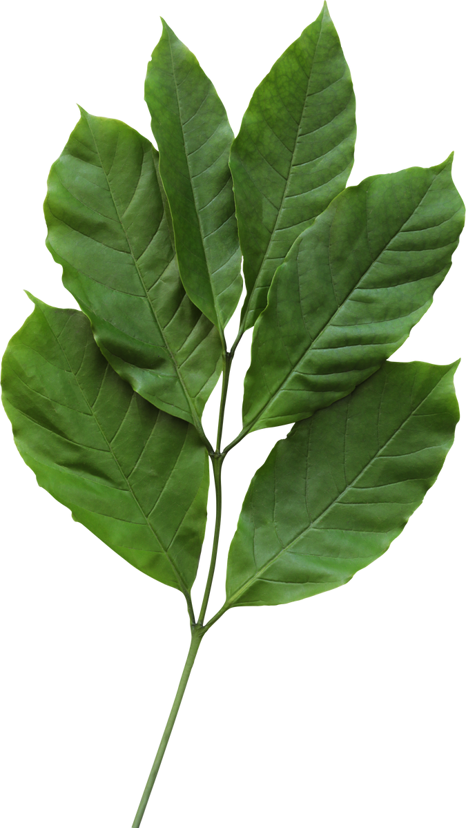 Coffee Leaves with Stem